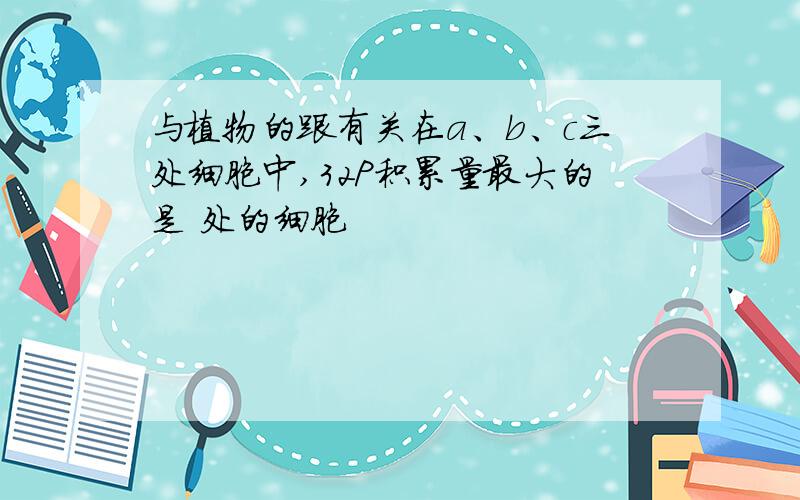 与植物的跟有关在a、b、c三处细胞中,32P积累量最大的是 处的细胞