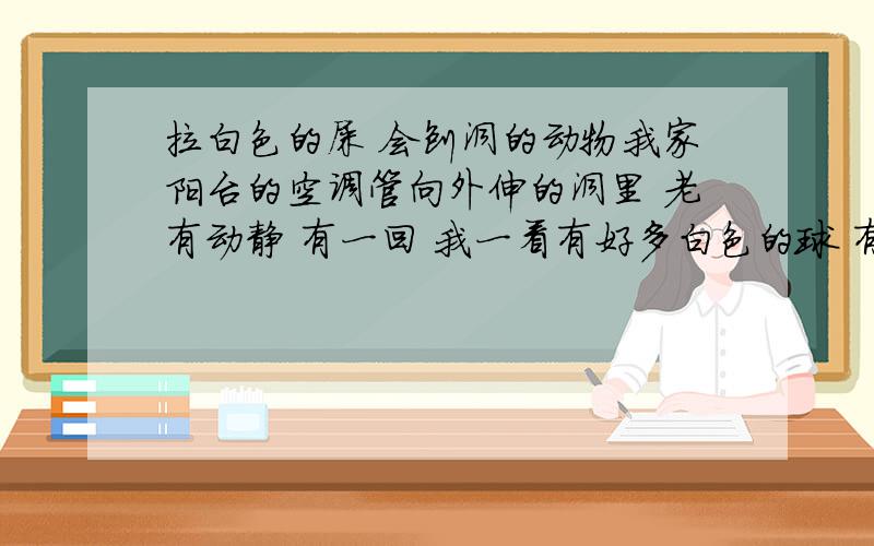 拉白色的屎 会刨洞的动物我家阳台的空调管向外伸的洞里 老有动静 有一回 我一看有好多白色的球 有的带一点点绿 没在意 把洞堵上了 后来好长时间 一看空调的眼那 有像老鼠刨过的一块