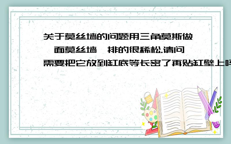 关于莫丝墙的问题用三角莫斯做一面莫丝墙,排的很稀松.请问需要把它放到缸底等长密了再贴缸壁上吗?直接贴缸壁上不管可以吗?