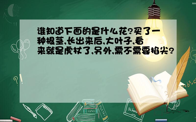 谁知道下面的是什么花?买了一种根茎,长出来后,大叶子,看来就是虎杖了,另外,需不需要掐尖?