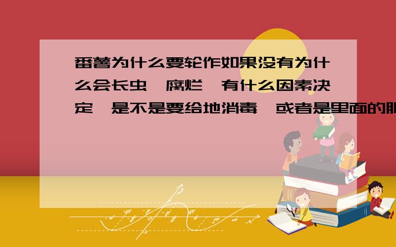 番薯为什么要轮作如果没有为什么会长虫,腐烂,有什么因素决定,是不是要给地消毒,或者是里面的肥料不足引起的,还是干旱所引起的,如何做到每次都种番薯而没有问题.