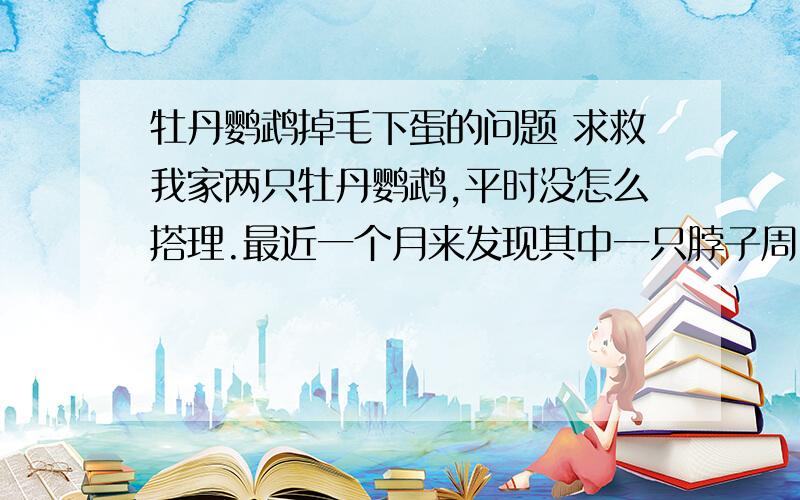 牡丹鹦鹉掉毛下蛋的问题 求救我家两只牡丹鹦鹉,平时没怎么搭理.最近一个月来发现其中一只脖子周围羽毛都掉了,看着像是自己啄的,或者是另一只帮忙啄的.繁殖箱放进去很长时间了,最早的