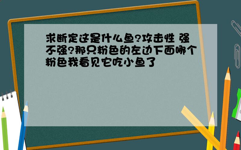 求断定这是什么鱼?攻击性 强不强?那只粉色的左边下面哪个粉色我看见它吃小鱼了