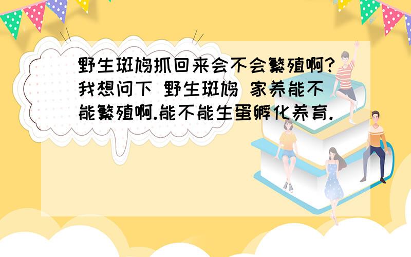 野生斑鸠抓回来会不会繁殖啊?我想问下 野生斑鸠 家养能不能繁殖啊.能不能生蛋孵化养育.