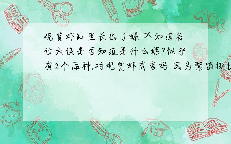 观赏虾缸里长出了螺 不知道各位大侠是否知道是什么螺?似乎有2个品种,对观赏虾有害吗 因为繁殖挺快的观赏虾缸里长出了螺 不知道各位大侠是否知道是什么螺?似乎有2个品种,对观赏虾有害