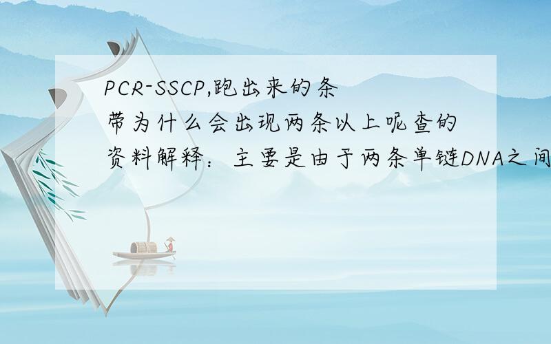 PCR-SSCP,跑出来的条带为什么会出现两条以上呢查的资料解释：主要是由于两条单链DNA之间存在相似的立体构象,有时是由于野型DNA段和突变型DNA段共同存在的结果不甚理解,求大虾相助.