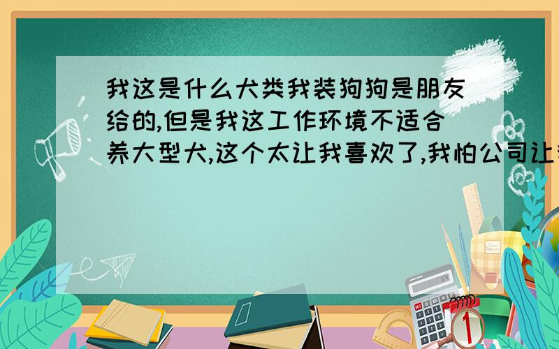 我这是什么犬类我装狗狗是朋友给的,但是我这工作环境不适合养大型犬,这个太让我喜欢了,我怕公司让我丢了她,所以问下,谁知道的说她会不会是大型犬,会不会长大,懂的说说,我问了下我朋