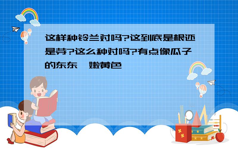 这样种铃兰对吗?这到底是根还是芽?这么种对吗?有点像瓜子的东东,嫩黄色