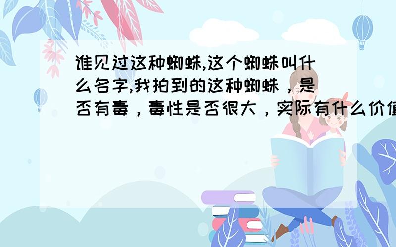 谁见过这种蜘蛛,这个蜘蛛叫什么名字,我拍到的这种蜘蛛，是否有毒，毒性是否很大，实际有什么价值么