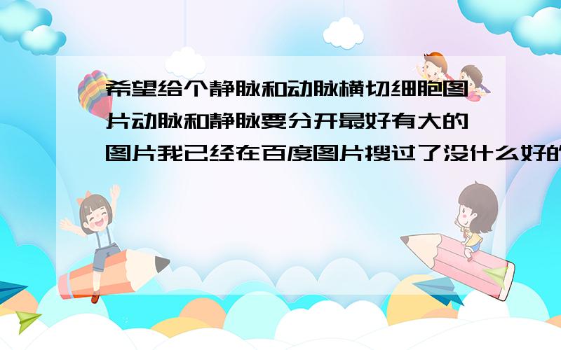 希望给个静脉和动脉横切细胞图片动脉和静脉要分开最好有大的图片我已经在百度图片搜过了没什么好的希望有其他网站的我们生物实验要区分这两种,我想先看下