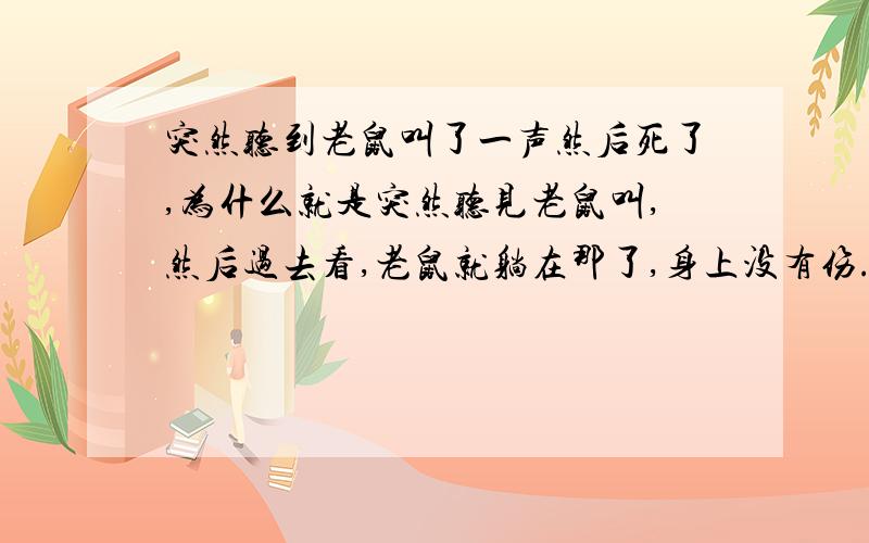 突然听到老鼠叫了一声然后死了,为什么就是突然听见老鼠叫,然后过去看,老鼠就躺在那了,身上没有伤.为什么,难道老鼠有什么病,请求回答