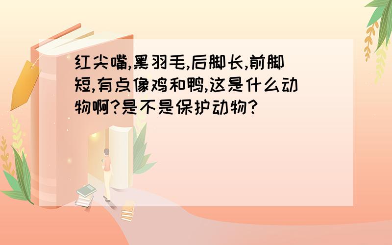 红尖嘴,黑羽毛,后脚长,前脚短,有点像鸡和鸭,这是什么动物啊?是不是保护动物?