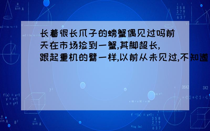 长着很长爪子的螃蟹偶见过吗前天在市场捡到一蟹,其脚超长,跟起重机的臂一样,以前从未见过,不知道有没有谁看到过这种蟹,海里的他的钳子的那个臂有10cm长,身子不是很大