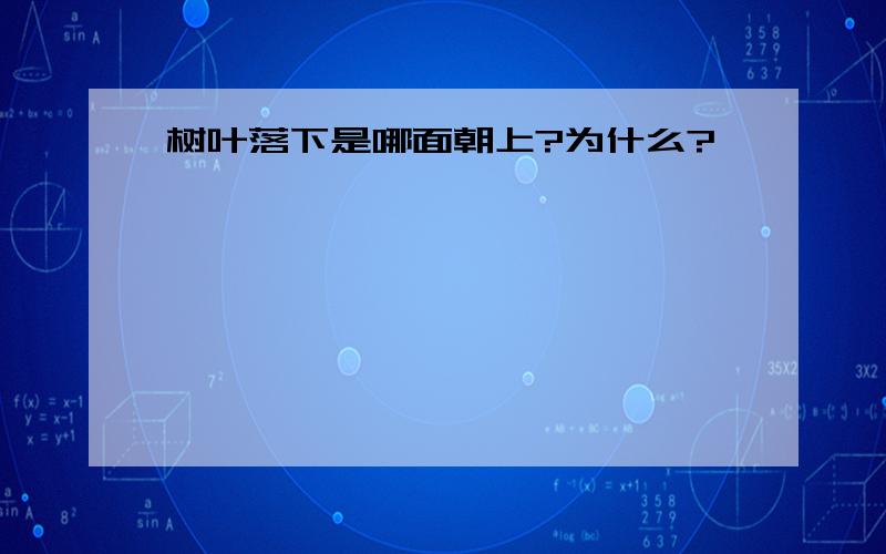 树叶落下是哪面朝上?为什么?