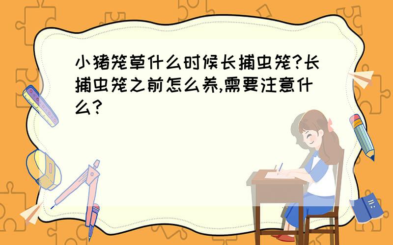 小猪笼草什么时候长捕虫笼?长捕虫笼之前怎么养,需要注意什么?