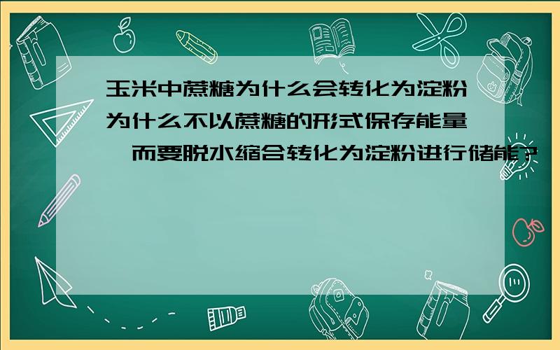 玉米中蔗糖为什么会转化为淀粉为什么不以蔗糖的形式保存能量,而要脱水缩合转化为淀粉进行储能?