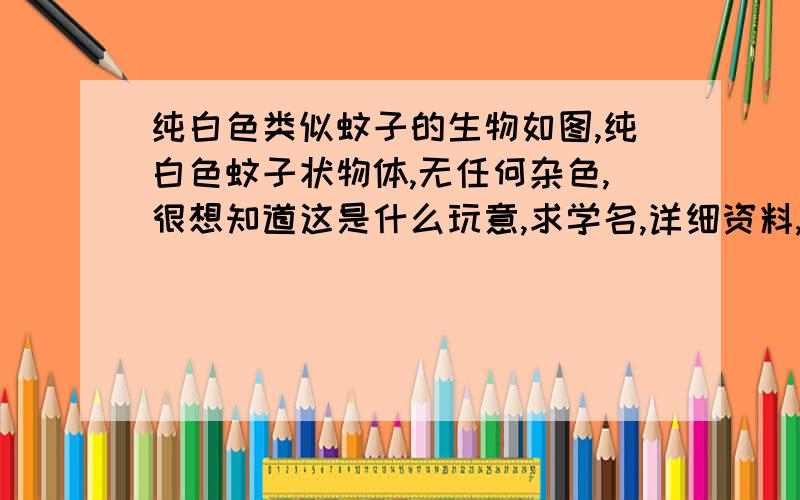 纯白色类似蚊子的生物如图,纯白色蚊子状物体,无任何杂色,很想知道这是什么玩意,求学名,详细资料,答案满意可最佳分数,跪求高手作答