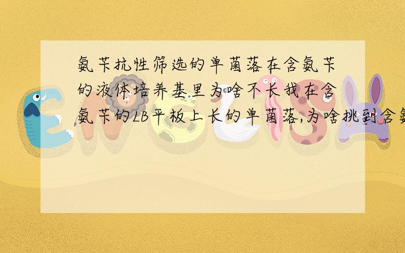 氨苄抗性筛选的单菌落在含氨苄的液体培养基里为啥不长我在含氨苄的LB平板上长的单菌落,为啥挑到含氨苄的LB液体培养基里就不长了呢,固体和液体培养基氨苄的浓度都是50ug/ul,有谁知道原