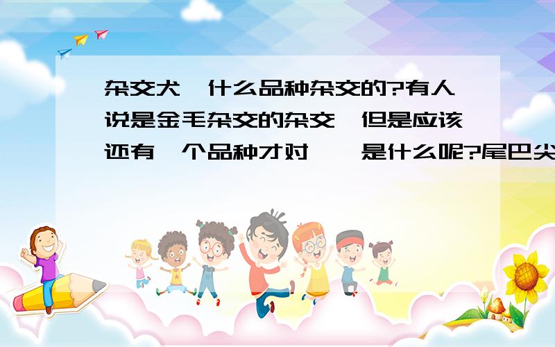 杂交犬,什么品种杂交的?有人说是金毛杂交的杂交,但是应该还有一个品种才对嘛,是什么呢?尾巴尖有一戳白毛.才四个月.麻烦认真回答,有需要金币的,