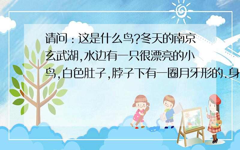 请问：这是什么鸟?冬天的南京玄武湖,水边有一只很漂亮的小鸟,白色肚子,脖子下有一圈月牙形的.身上是灰色的羽毛.（图）