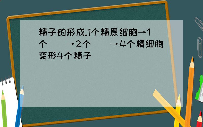 精子的形成.1个精原细胞→1个（）→2个（）→4个精细胞变形4个精子