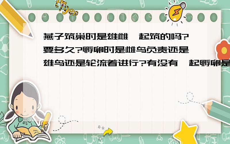 燕子筑巢时是雄雌一起筑的吗?要多久?孵卵时是雌鸟负责还是雄鸟还是轮流着进行?有没有一起孵卵是时候?