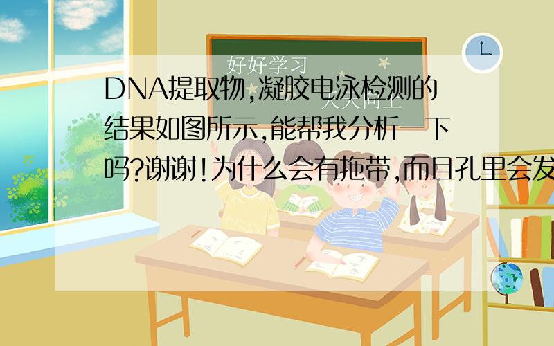 DNA提取物,凝胶电泳检测的结果如图所示,能帮我分析一下吗?谢谢!为什么会有拖带,而且孔里会发亮,刚学这个东西,望各位帮忙.