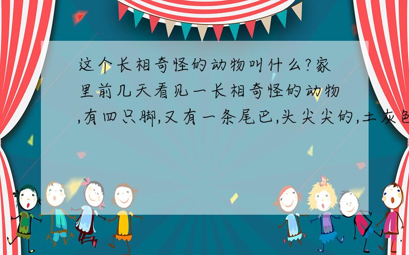 这个长相奇怪的动物叫什么?家里前几天看见一长相奇怪的动物,有四只脚,又有一条尾巴,头尖尖的,土灰色,这个怪东西叫什么名字?会咬人么?有没有毒?