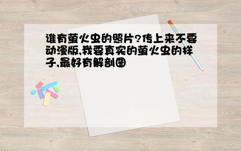 谁有萤火虫的照片?传上来不要动漫版,我要真实的萤火虫的样子,最好有解剖图