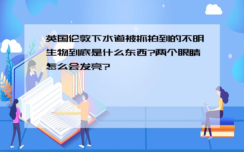 英国伦敦下水道被抓拍到的不明生物到底是什么东西?两个眼睛怎么会发亮?