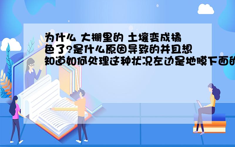 为什么 大棚里的 土壤变成橘色了?是什么原因导致的并且想知道如何处理这种状况左边是地膜下面的湿润的土壤颜色较鲜艳 右边是暴露在空气当中 干燥的土壤 颜色较暗淡