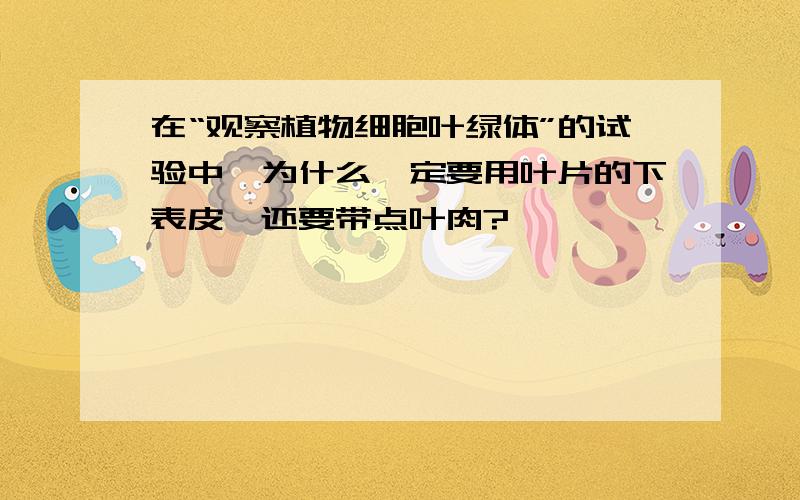 在“观察植物细胞叶绿体”的试验中,为什么一定要用叶片的下表皮,还要带点叶肉?