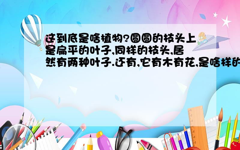 这到底是啥植物?圆圆的枝头上是扁平的叶子,同样的枝头,居然有两种叶子.还有,它有木有花,是啥样的?