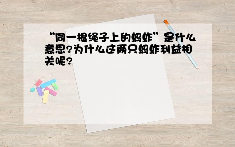 “同一根绳子上的蚂蚱”是什么意思?为什么这两只蚂蚱利益相关呢?