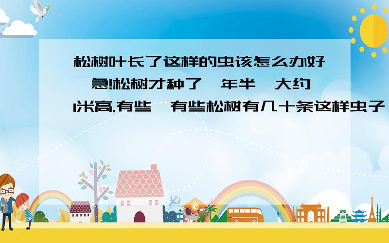 松树叶长了这样的虫该怎么办好,急!松树才种了一年半,大约1米高.有些,有些松树有几十条这样虫子,把树叶吃光,有些不多.那个好心人帮帮我吧!