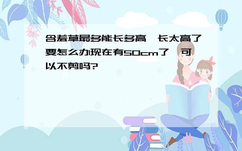 含羞草最多能长多高,长太高了要怎么办现在有50cm了,可以不剪吗?