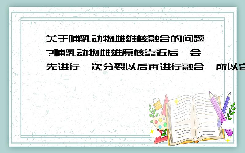 关于哺乳动物雌雄核融合的问题?哺乳动物雌雄原核靠近后,会先进行一次分裂以后再进行融合,所以它的合子核出现在二细胞期.所以非常想知道它的这次分裂后,分别进入两个细胞的是什么呢?