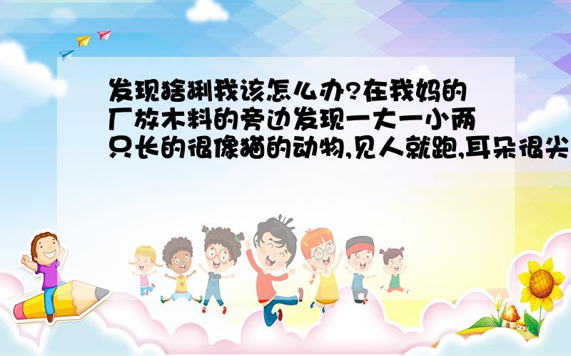 发现猞猁我该怎么办?在我妈的厂放木料的旁边发现一大一小两只长的很像猫的动物,见人就跑,耳朵很尖、上方有毛,尾巴很短,我判断应该就是猞猁.我该怎么办啊?该不该给林业局打电话,?还是