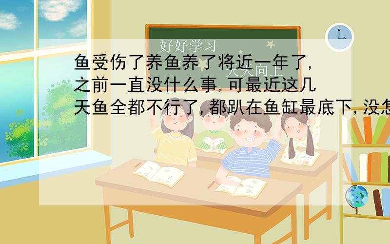 鱼受伤了养鱼养了将近一年了,之前一直没什么事,可最近这几天鱼全都不行了,都趴在鱼缸最底下,没怎么有生气,有几只都已经肚子朝上快要死了,我观察到几乎所有鱼的肚子上都有伤,很严重,