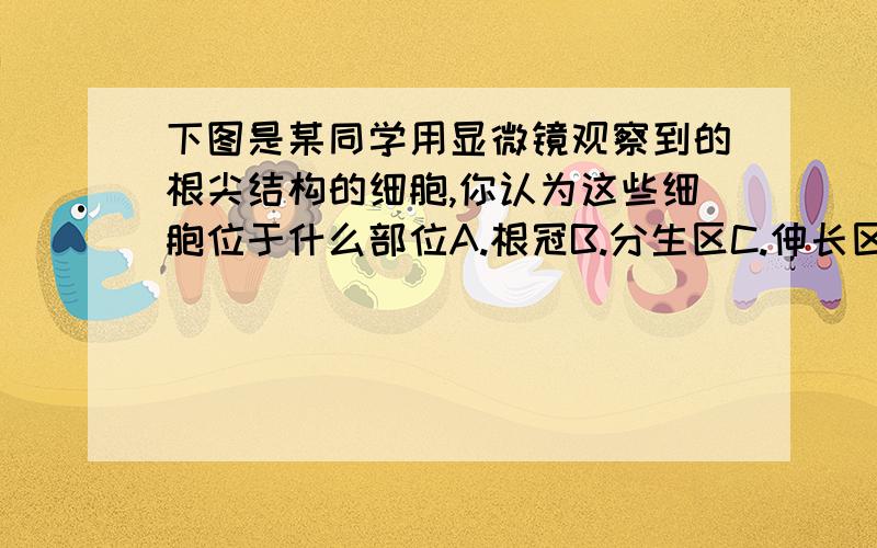 下图是某同学用显微镜观察到的根尖结构的细胞,你认为这些细胞位于什么部位A.根冠B.分生区C.伸长区D.成熟区