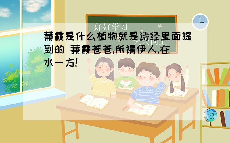 蒹霞是什么植物就是诗经里面提到的 蒹霞苍苍,所谓伊人,在水一方!