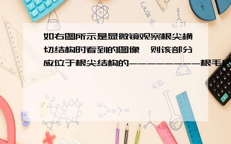 如右图所示是显微镜观察根尖横切结构时看到的图像,则该部分应位于根尖结构的--------根毛区 分身区 伸长区 跟冠