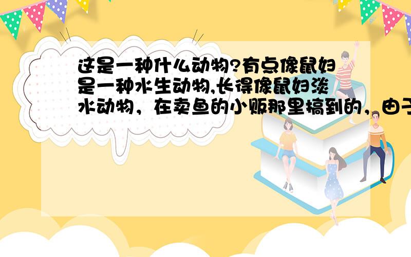 这是一种什么动物?有点像鼠妇是一种水生动物,长得像鼠妇淡水动物，在卖鱼的小贩那里搞到的，由于好奇，就要了十几只，像鼠妇，又像河虾，会蜕皮，怕热，在晚上有趋光性，应该是节