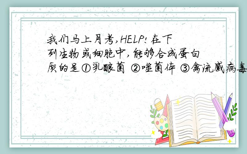 我们马上月考,HELP!在下列生物或细胞中,能够合成蛋白质的是①乳酸菌 ②噬菌体 ③禽流感病毒 ④叶肉细胞 ⑤唾液腺细胞 ⑥心肌细胞A．①④⑤⑥ B．②④⑤ C．②③⑥ D．①②④⑥可是噬菌体