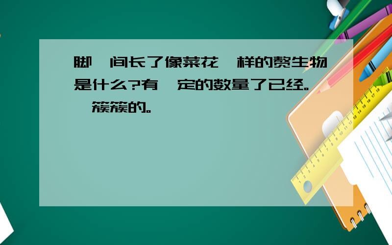 脚丫间长了像菜花一样的赘生物是什么?有一定的数量了已经。一簇簇的。