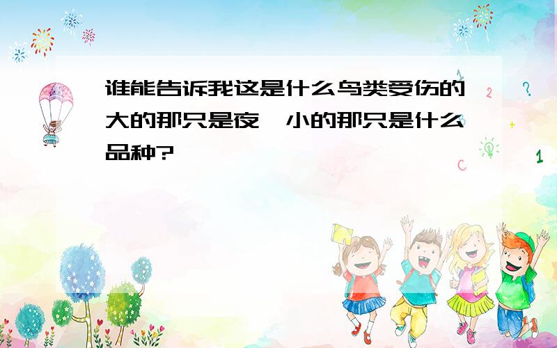 谁能告诉我这是什么鸟类受伤的大的那只是夜鹭小的那只是什么品种?