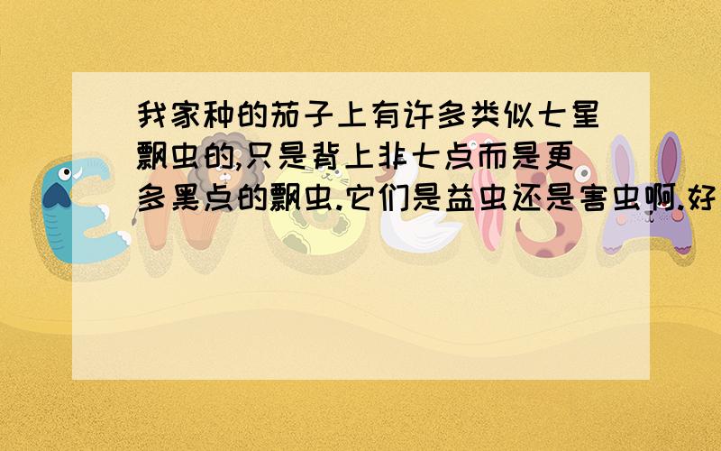 我家种的茄子上有许多类似七星飘虫的,只是背上非七点而是更多黑点的飘虫.它们是益虫还是害虫啊.好像它们下卵生出的幼虫就是吃茄子的啊.郁闷,这种虫子叫什么名字?是不是叫乱星瓢虫哈