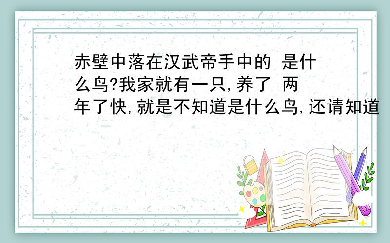 赤壁中落在汉武帝手中的 是什么鸟?我家就有一只,养了 两年了快,就是不知道是什么鸟,还请知道 的 朋友 们 相告哦.