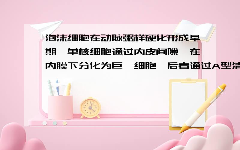 泡沫细胞在动脉粥样硬化形成早期,单核细胞通过内皮间隙,在内膜下分化为巨噬细胞,后者通过A型清道受体吞噬