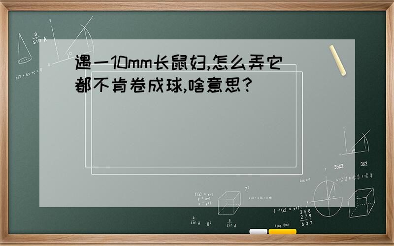 遇一10mm长鼠妇,怎么弄它都不肯卷成球,啥意思?